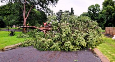 Tree, storm, damage, middelburg