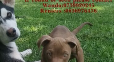 Family devastated over missing pup.