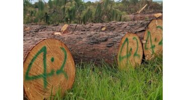 Die afgesaagde dennebome.