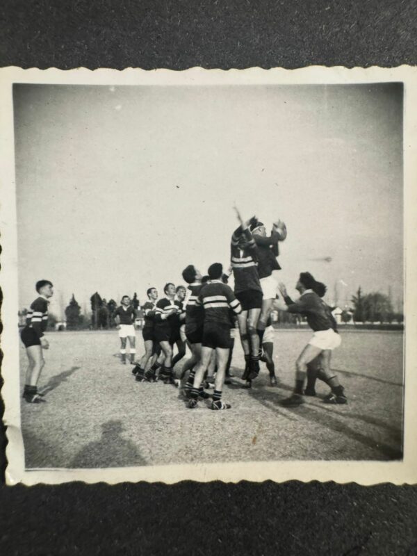 Springbok, springbokke, suid afrika, rugby