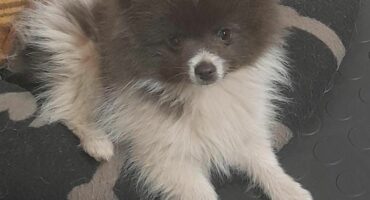 verlore hond, middelburg