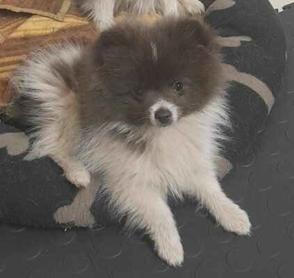verlore hond, middelburg