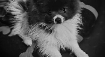 verlore hond, middelburg