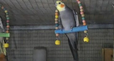 kokketiel, middelbur