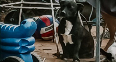 verlore hond, middelburg, pote