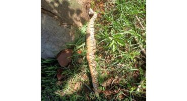 ’n Dooie pofadder.