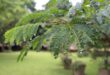 Close-up of green fern-like leaves with water droplets, set against a blurred grassy background. The scene feels fresh and tranquil.