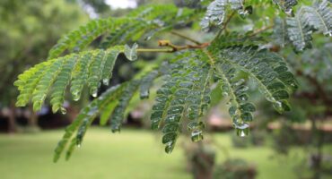 Close-up of green fern-like leaves with water droplets, set against a blurred grassy background. The scene feels fresh and tranquil.