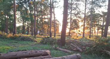 Sunset in a forest clearing with scattered logs and tree branches on green grass. Tall trees filter golden light, creating a peaceful, serene atmosphere.