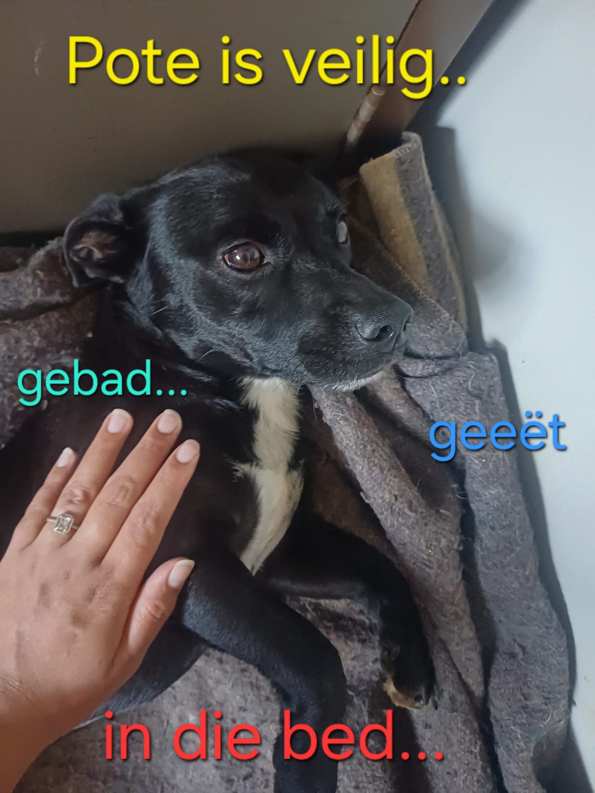 Pote veilig gevind, danksy Middelburg-gemeenskap