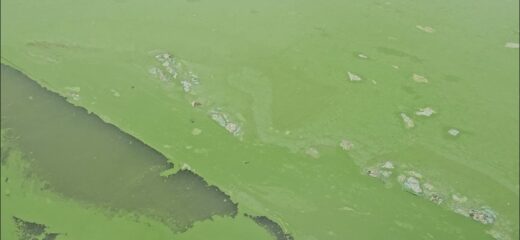 Aerial view of a large body of water covered in bright green algae, with a dark, murky strip along the edge. The scene appears natural and somewhat serene.