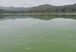 A dam covered in green algae with a line of white buoys cutting across the water. In the background, a dense hillside of trees and lush bushes, conveying a serene and natural setting.
