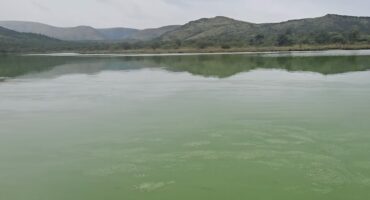 A dam covered in green algae with a line of white buoys cutting across the water. In the background, a dense hillside of trees and lush bushes, conveying a serene and natural setting.