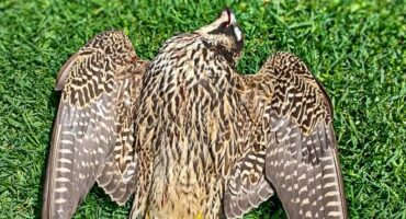 Valk, middelburg, dbv, dieremishandeling, groenkol