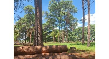 Afgesaagde bome in Dennesig.