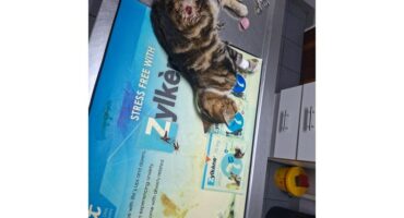 Die koeëlwond van ver gesien.