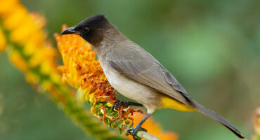 Willem Verschuur se pragfoto van die swartoog tiptol. FOTO: Facebook Bird Life SA.