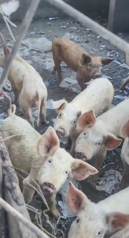Koornfontein residents raise alarm over pigs kept near homes and water source.SPCA notice issued. Health and animal welfare
