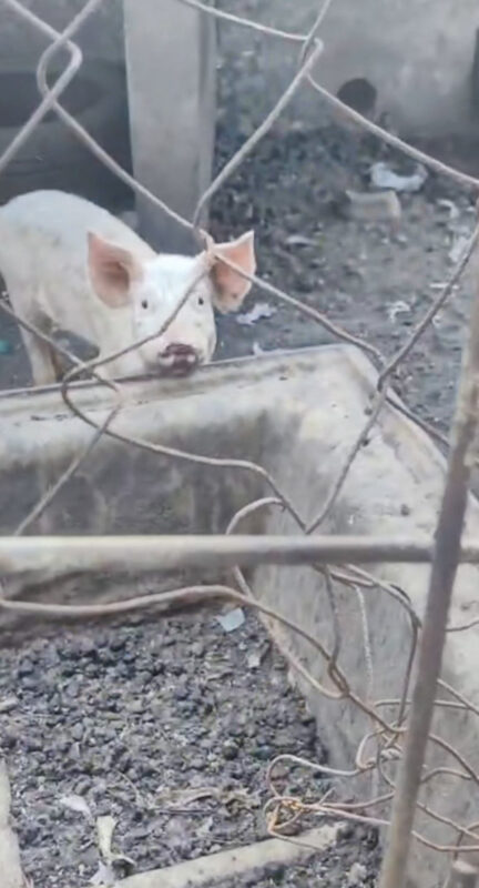 Koornfontein residents raise alarm over pigs kept near homes and water source.SPCA notice issued. Health and animal welfare
