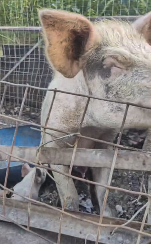 Koornfontein residents raise alarm over pigs kept near homes and water source. SPCA notice issued. Health and animal welfare