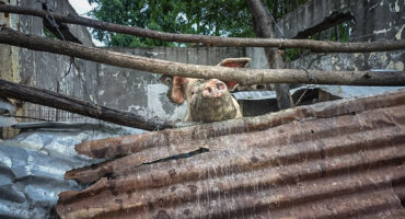 Koornfontein residents raise alarm over pigs kept near homes and water source. SPCA notice issued. Health and animal welfare