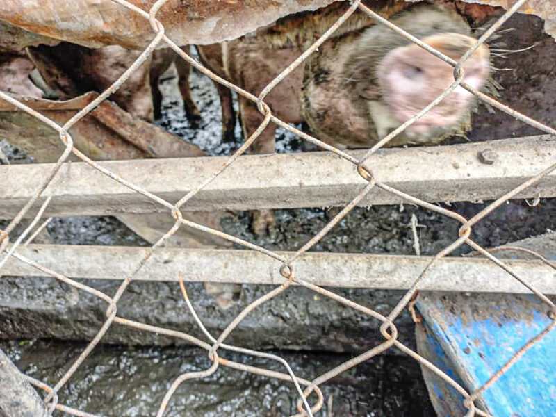 Koornfontein residents raise alarm over pigs kept near homes and water source.SPCA notice issued. Health and animal welfare