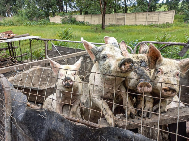 Koornfontein residents raise alarm over pigs kept near homes and water source.SPCA notice issued. Health and animal welfare