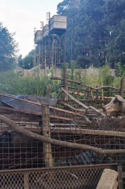 Koornfontein residents raise alarm over pigs kept near homes and water source. SPCA notice issued. Health and animal welfare