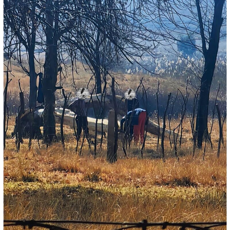 BLINKPAN CATTLE , MIDDELBURG, MPUMALANGA, FOOT AND MOUTH DISEASE