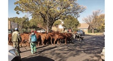 BLINKPAN CATTLE , MIDDELBURG, MPUMALANGA, FOOT AND MOUTH DISEASE