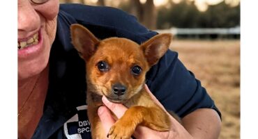 Hope, Hearts & Hounds: Middelburg charities host Valentine’s Day event