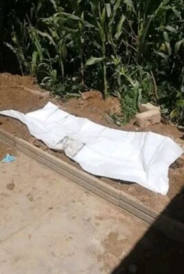 A white sheet lays on a dry, narrow patch of soil next to a cornfield. A small stone and scattered objects add to the scene’s stark, somber tone.
