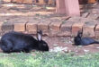 Two black rabbits rest on a grassy area by a brick path. One rabbit is lying down, while the other is sitting attentively, creating a calm scene.