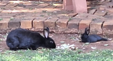 Two black rabbits rest on a grassy area by a brick path. One rabbit is lying down, while the other is sitting attentively, creating a calm scene.