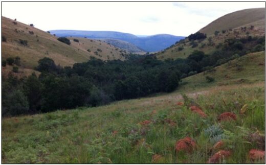 A lush green valley stretches between two rolling hills covered in shrubs. The sky is overcast, casting a serene, muted light over the landscape.