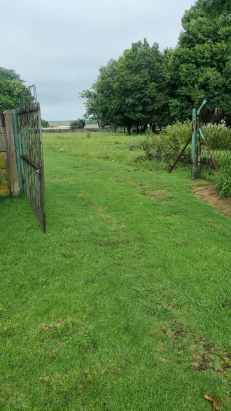 BLINKPAN CBLINKPAN CATTLE , MIDDELBURG, MPUMALANGA, FOOT AND MOUTH DISEASEATTLE 