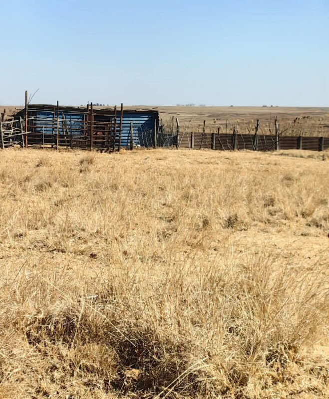 BLINKPAN CATTLE BLINKPAN CATTLE , MIDDELBURG, MPUMALANGA, FOOT AND MOUTH DISEASE