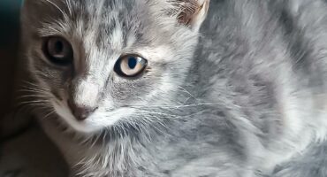 destiny, feral care friends, found