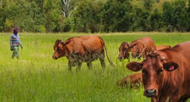 bek-en-klouseer, middelburg, mpumalanga, ent, entstowwe, boere, te laat, nasionale ramp