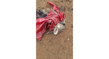 ’n Gestroopte karkas van die bokkie in die sak.