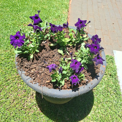A round pot filled with vibrant purple flowers is set on a lush green lawn. The pot sits near a paved walkway, bathed in bright sunlight.