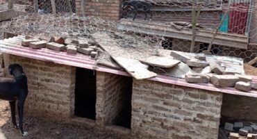 DBV besoek Blinkpan-erf ná kommer oor honde, middelburg, komati kragstasie, diere, welstand, verbetering