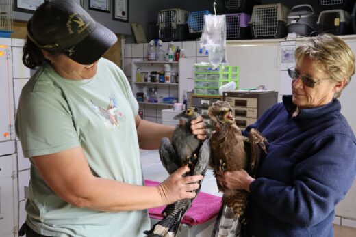 Two women gently hold and examine birds of prey in a rehabilitation centre, conveying care and professionalism. The clinic is filled with medical equipment.