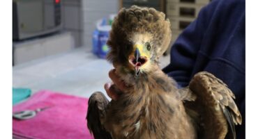 A fluffy young bird with a wide beak open in a chirp is held gently by a person. The setting is indoors, conveying a sense of warmth and care.