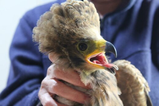 A person gently holds a fluffed-up bird of prey with a bright yellow beak and open mouth. The bird looks alert and slightly agitated.