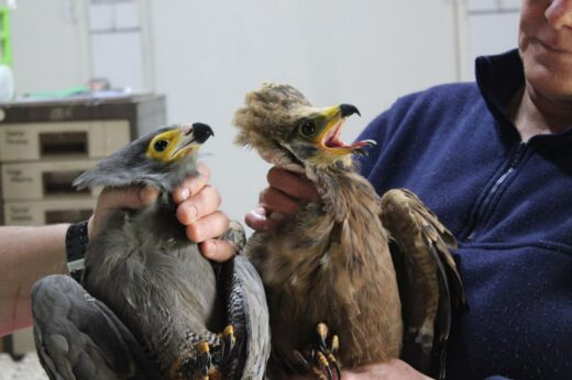 Two birds are held by people in a room. One is gray with yellow around the eyes, the other brown with an open beak. Both appear calm and curious.