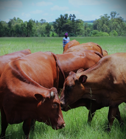 OBP, FOOT AND MOUTH DISEASE, BEK EN KLOUSEER, ERMELO, MPUMALANGA, BOERE, VEE, MIDDELBURG, INENTINGS