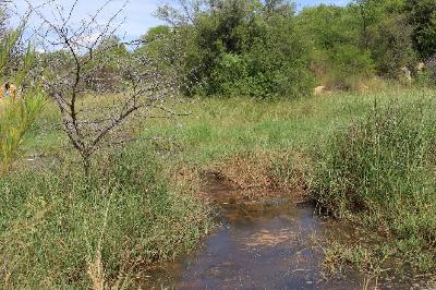 A small stream runs through a lush, green meadow with tall grasses and sparse trees under a clear blue sky, creating a serene, natural scene.