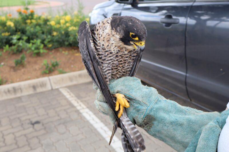 A peregrine falcon with speckled feathers and yellow eyes is perched on a gloved hand. The background shows a car and garden plants, conveying a serene outdoor setting.