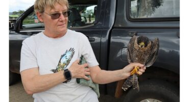 A person wearing a t-shirt with a bird graphic holds a falcon near a parked vehicle, conveying care and expertise.